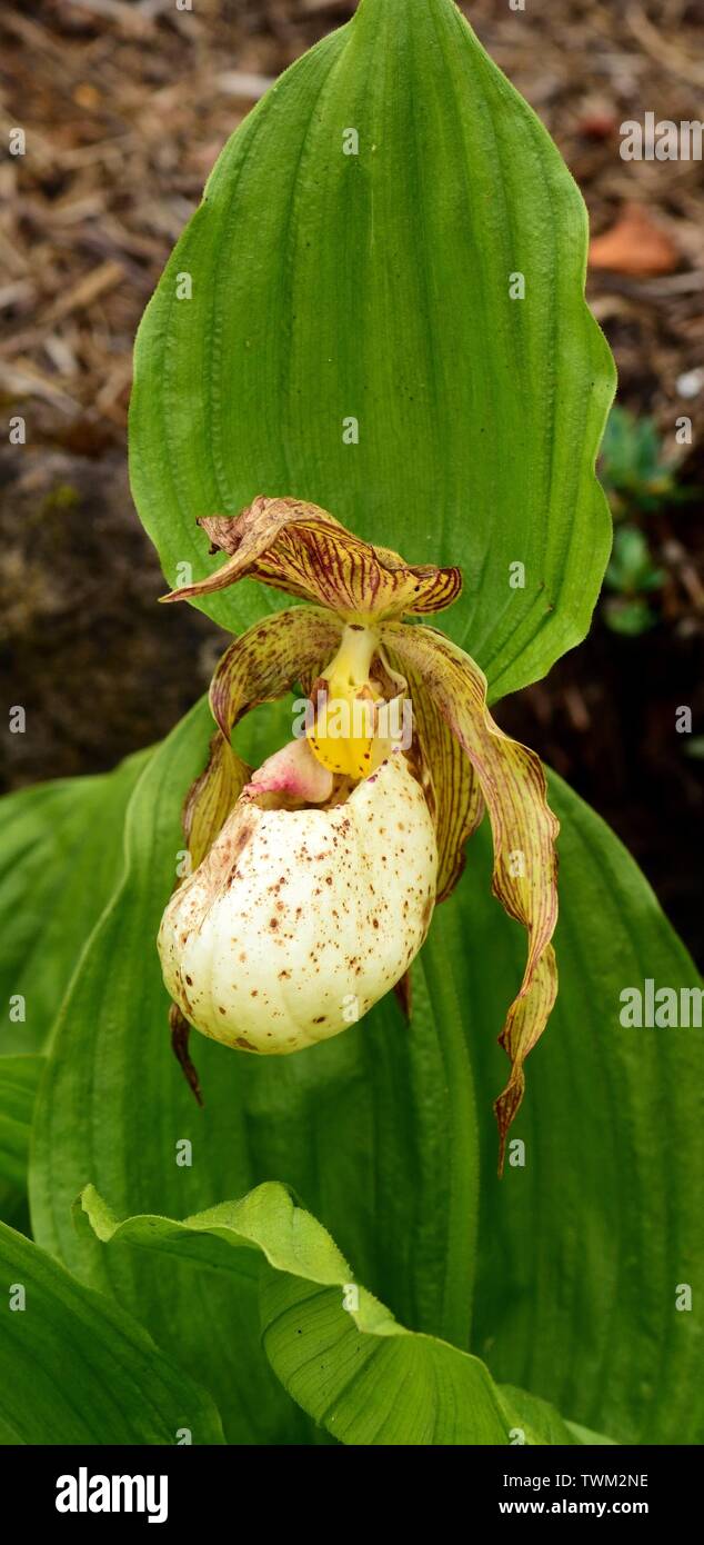 Detailansicht der Slipper Orchid. Stockfoto