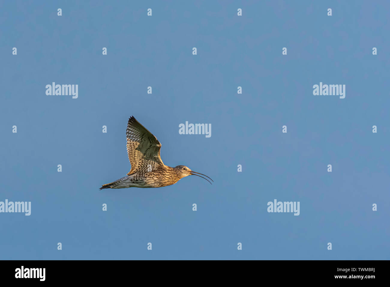 Curlew im Flug beleuchtet durch die Nachmittagssonne. Atemberaubende britische Tierwelt. blauen Himmel im Hintergrund und Kopieren. Natur detail. Tier in freier Wildbahn. fliegender Vogel Profil. Stockfoto