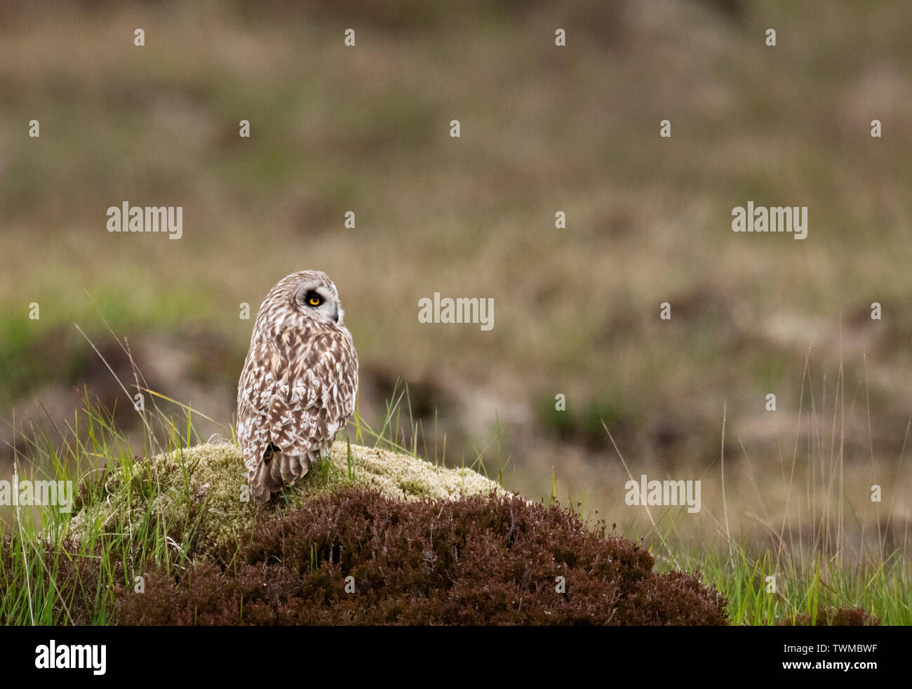 Eine wilde Short Eared Owl (Asio Flammeus) oben auf dem Hügel thront, North Uist, Äußere Hebriden, Schottland Stockfoto