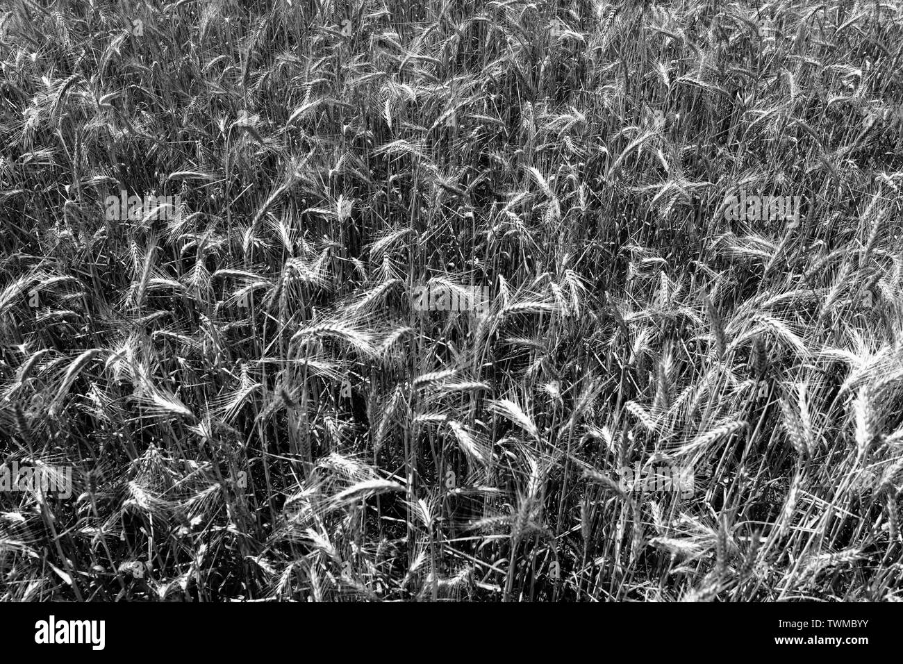 Felder von Korn. Künstlerische Optik in Schwarz und Weiß. Stockfoto