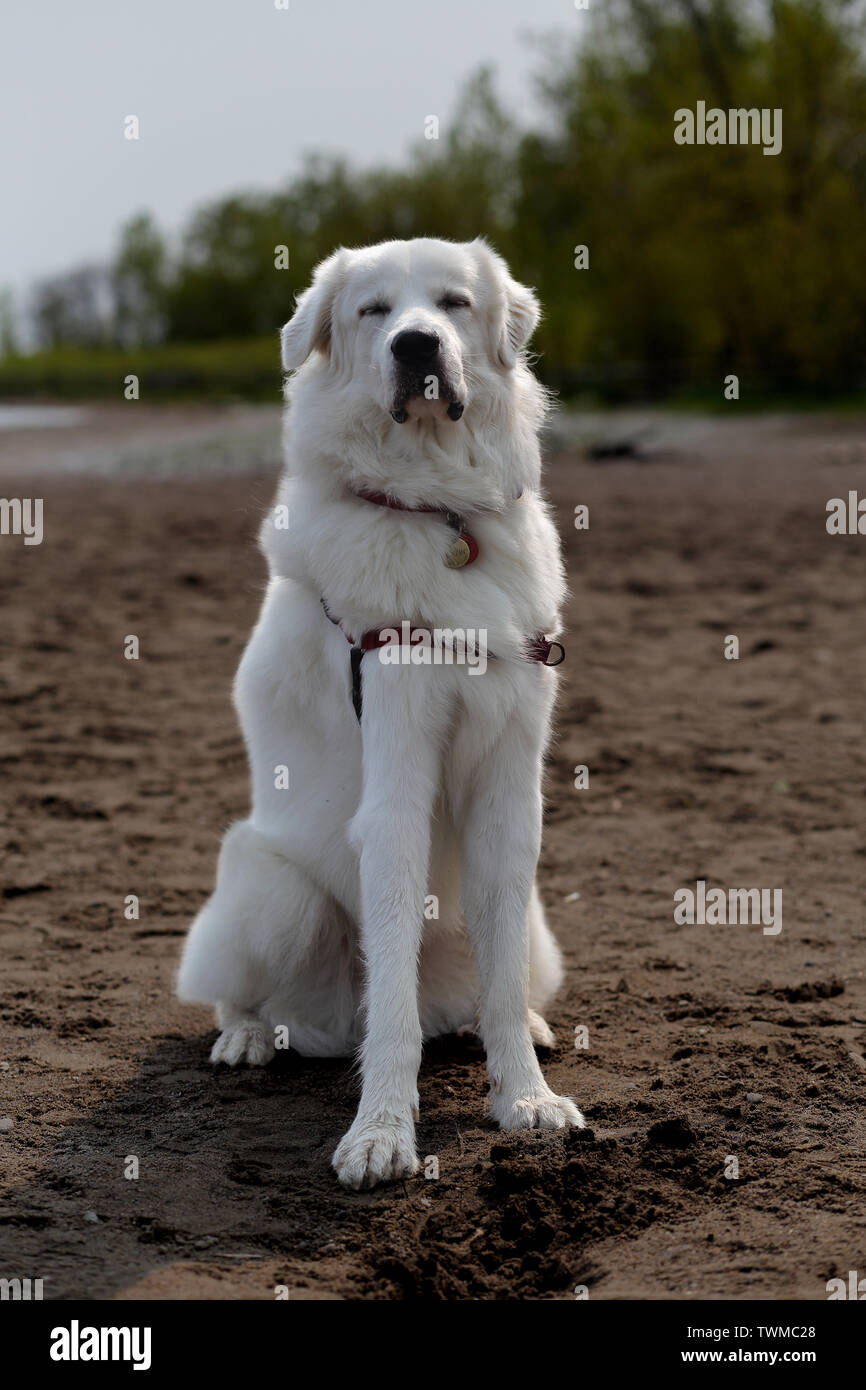 Weißer Hund, der die Sonne mit geschlossenen Augen am Strand genießt. Stockfoto