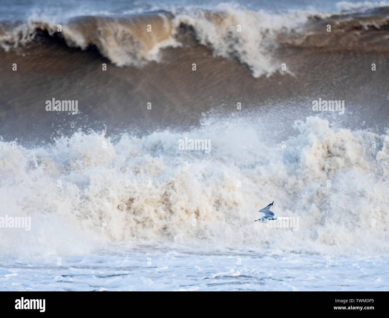 Sturmmöwe Larus canus Fliegen über raue See North Norfolk Januar Stockfoto