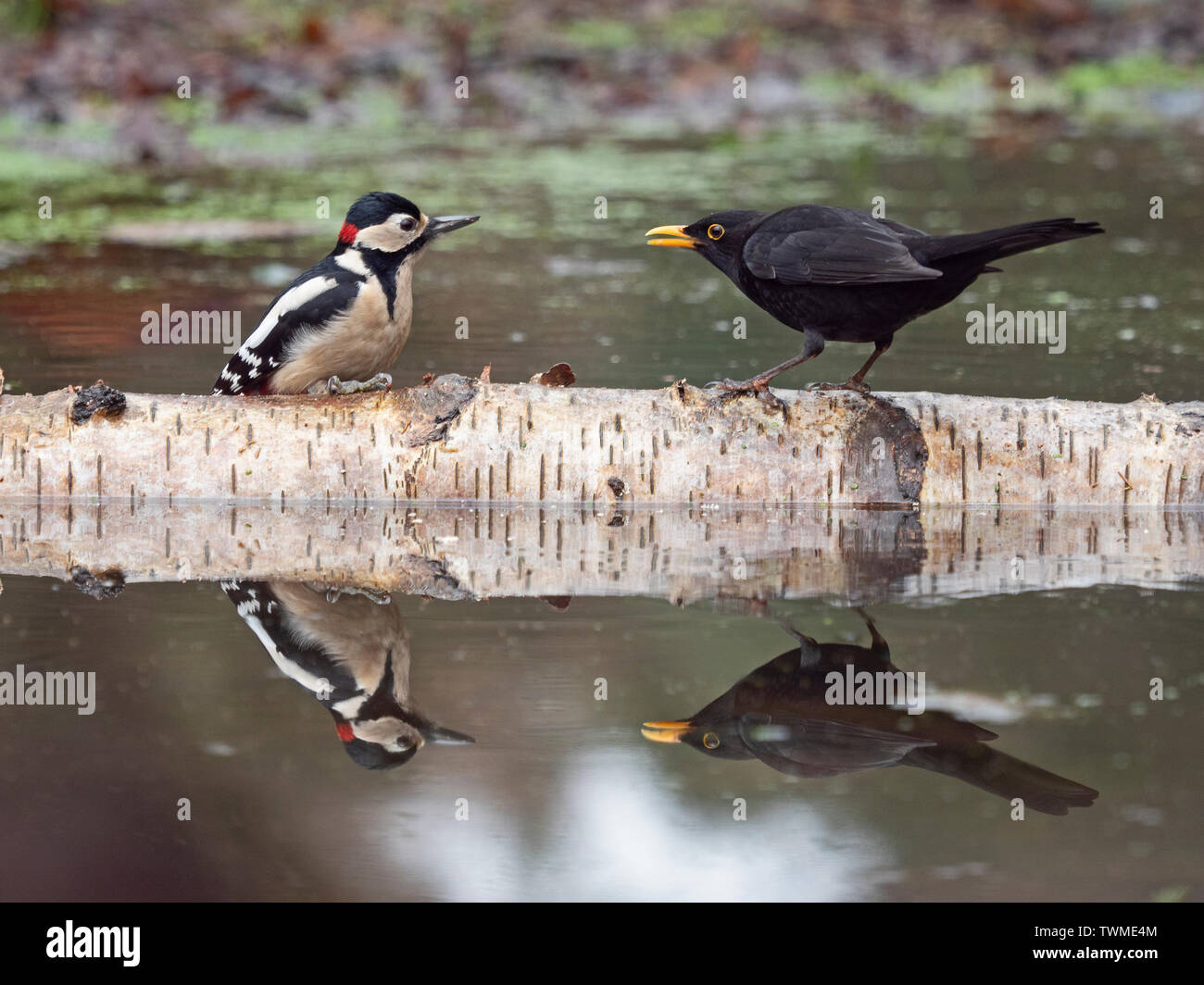 Buntspecht Dendrocopos major Männliche und männliche Amsel Turdus merula North Norfolk winter Stockfoto