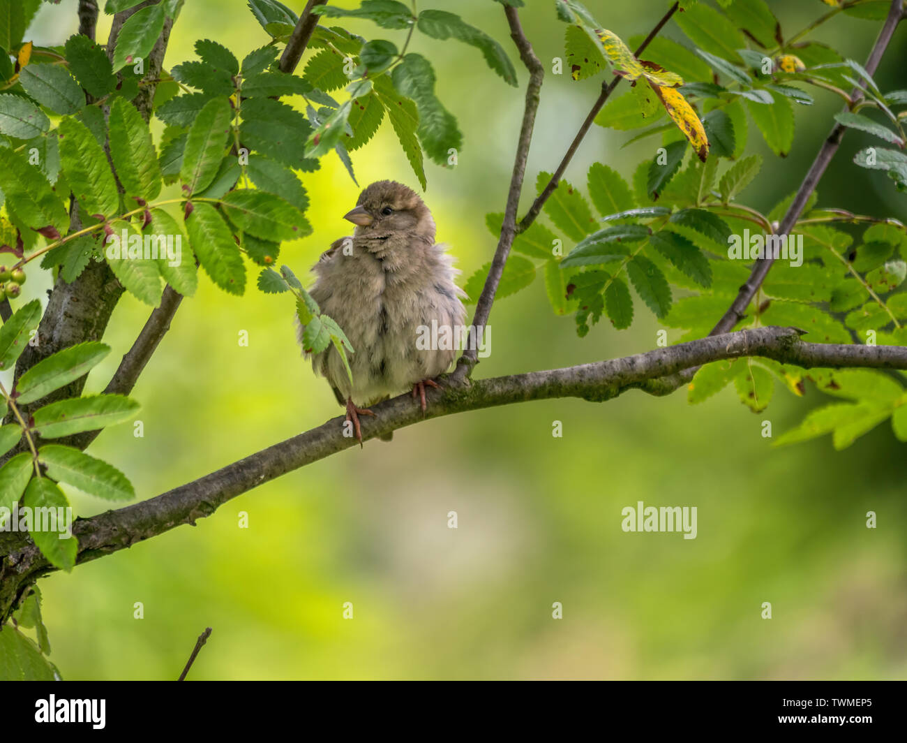 Ssparrow sitzen auf Ast mit nassen Federn nach regen Stockfoto