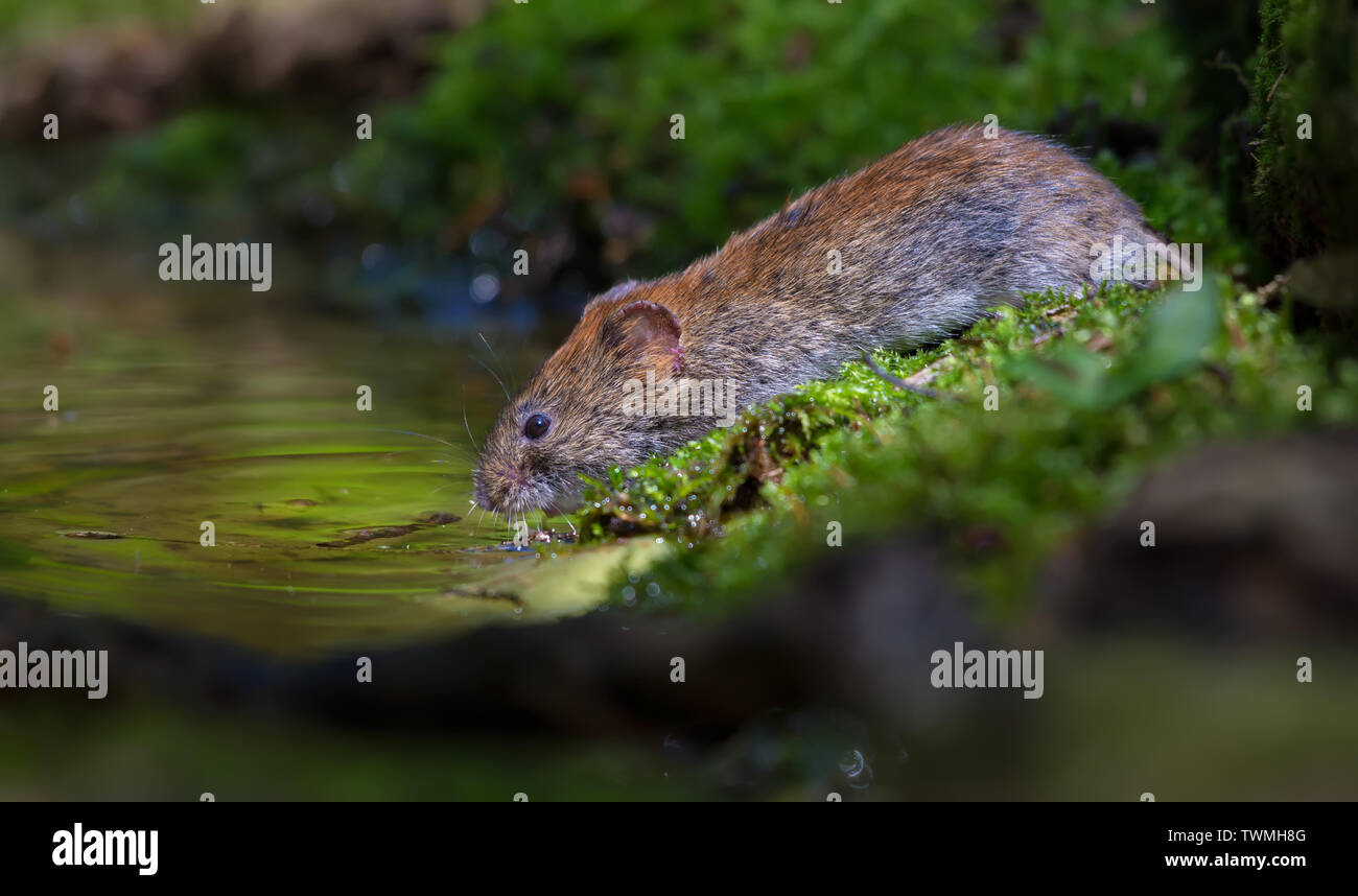Durstig Bank vole Trinkwasser an den Wald Teich in gute süße Licht Stockfoto