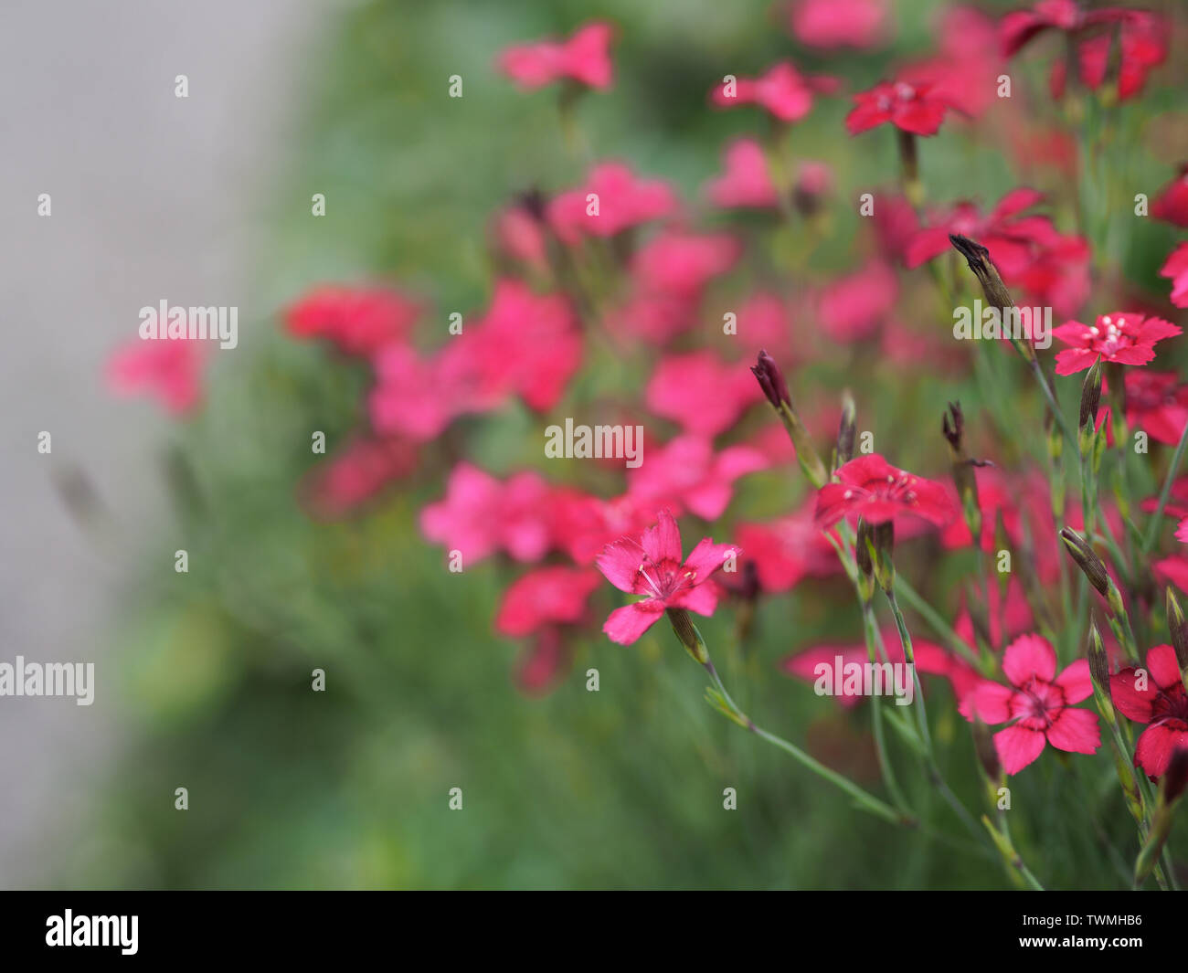 Nahaufnahme einer rosa Teppich Nelke Dianthus canescens/Heide - Nelke Stockfoto