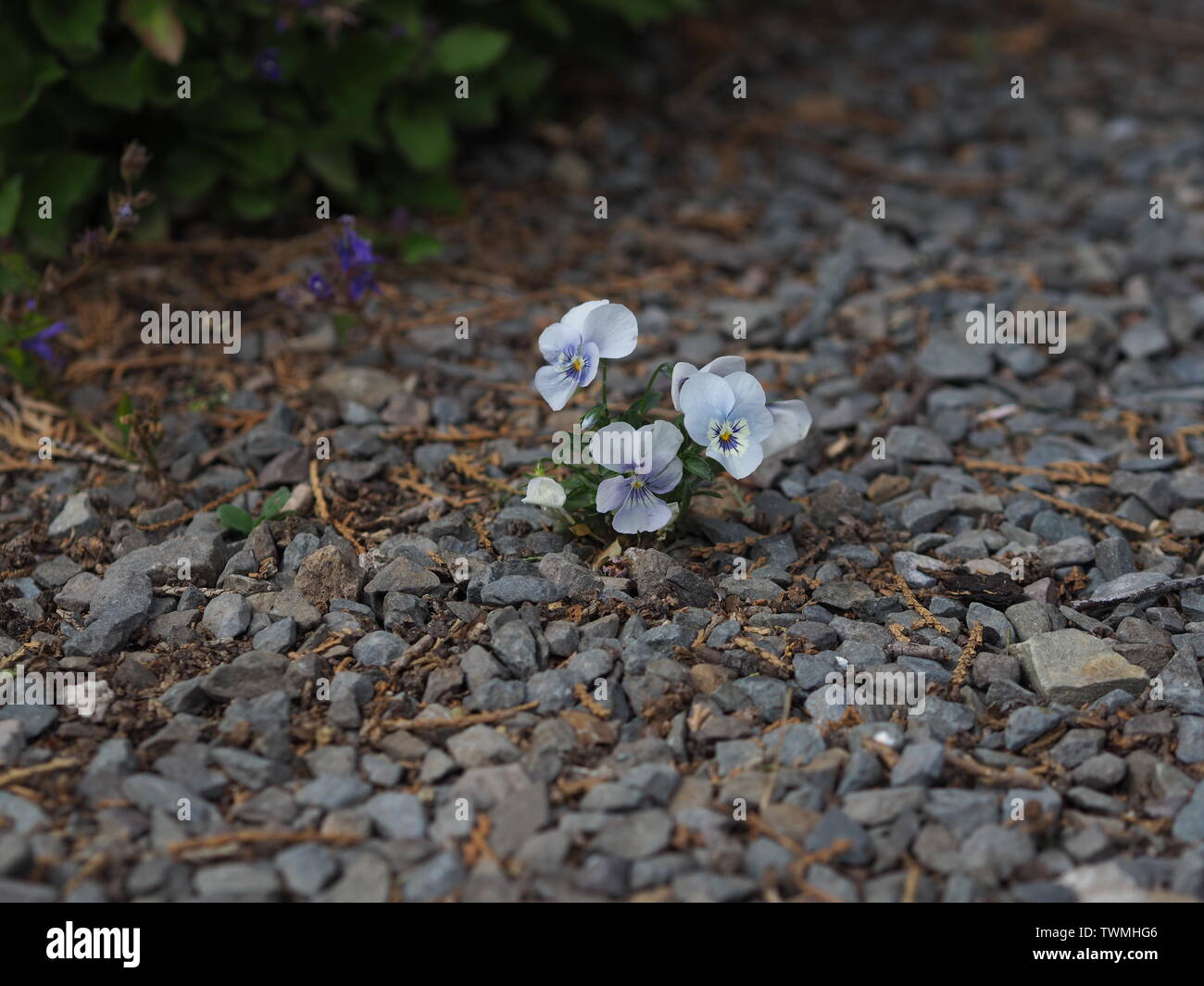 Nahaufnahme eines kleinen gehörnten Veilchen (Viola cornuta) auf einem Kies Boden Stockfoto