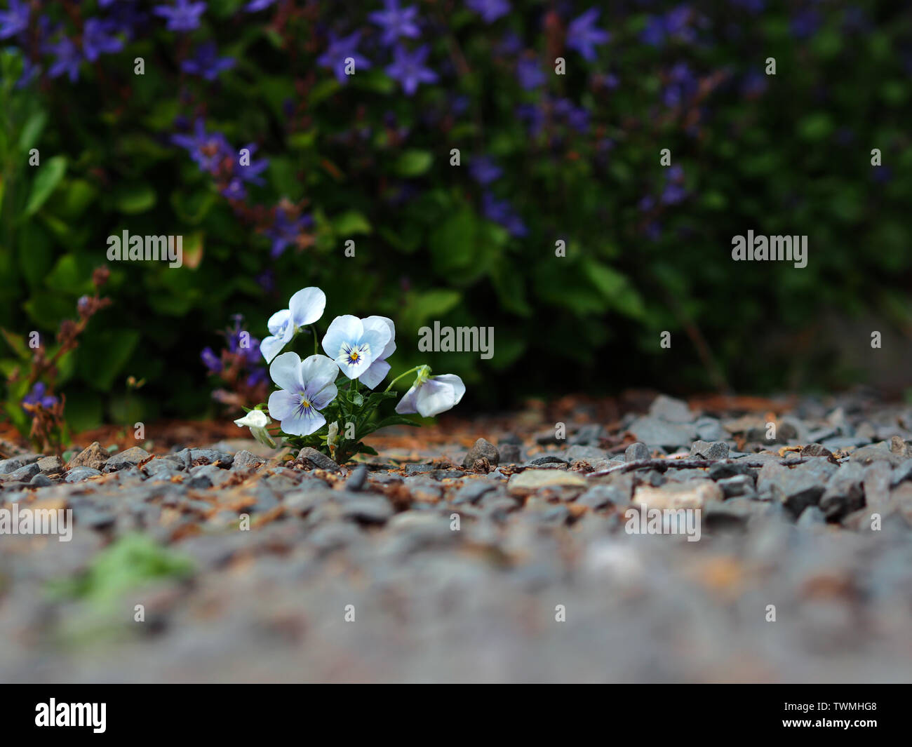 Nahaufnahme eines kleinen gehörnten Veilchen (Viola cornuta) auf einem Kies Boden Stockfoto