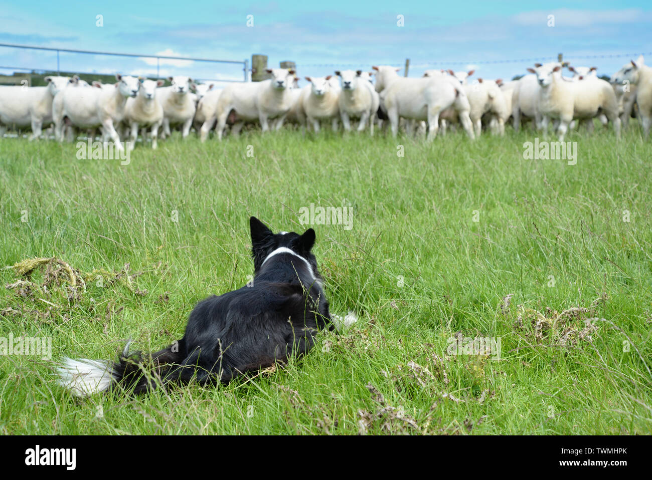 Border Collie ein Auge auf eine Herde Schafe Stockfoto