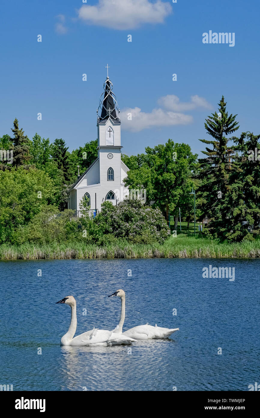 Zwei Tundra-Schwäne und Ukrainische Katholische Kirche, Mirror Lake, Camrose, Alberta, Stockfoto