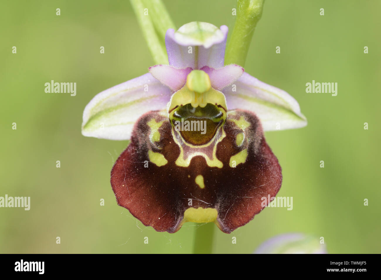 Ophrys Holoserica, Spätspinnen-Orchidee, Hummel-Ragwurz Stockfoto