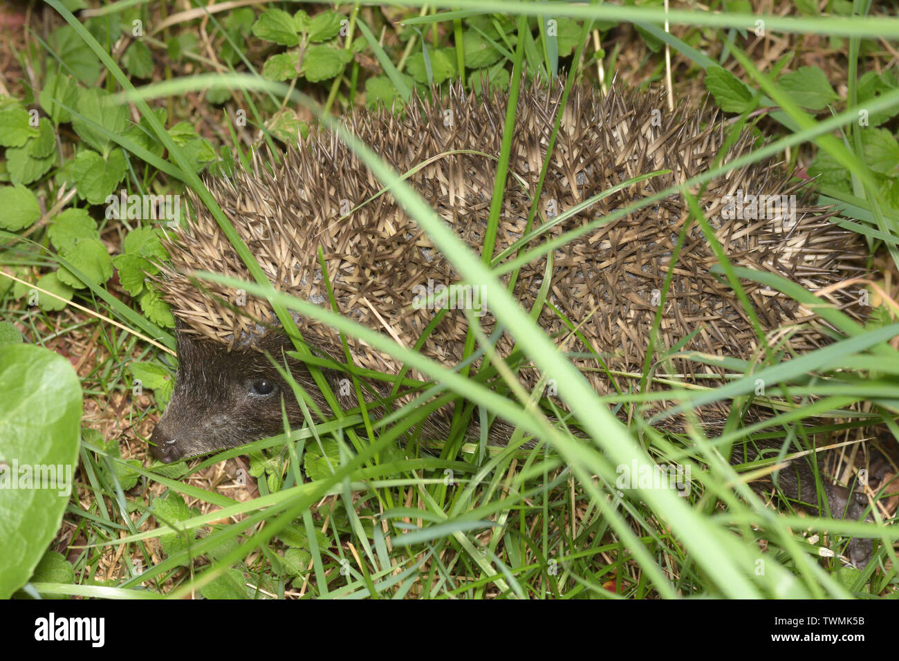 Erinaceus roumanicus, nördlicher Weißbrustigel Stockfoto