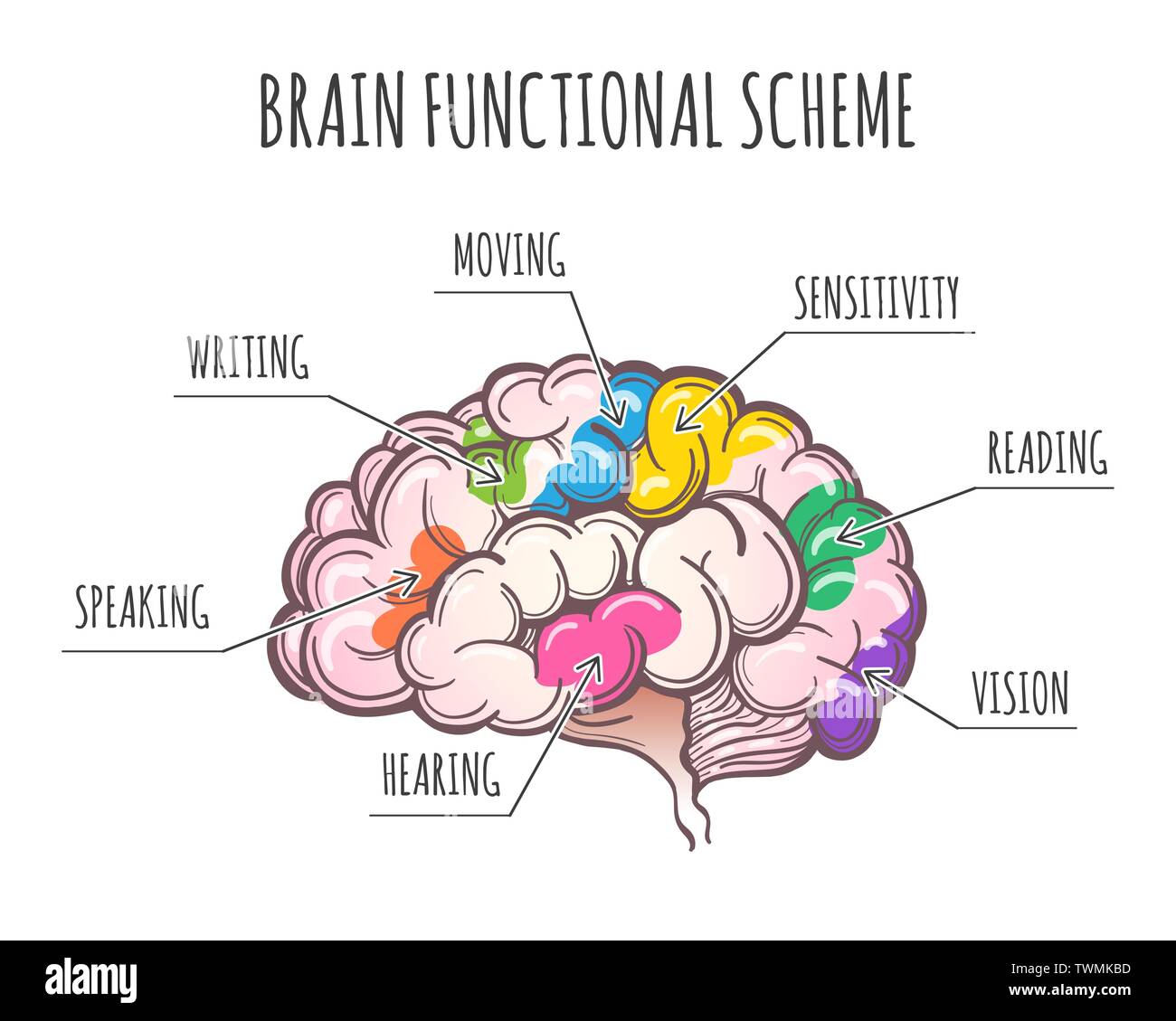 Funktionsbereiche des menschlichen Gehirns. Bereiche Zuordnung in der Seitenansicht des Großhirns. Vector Illustration Stock Vektor
