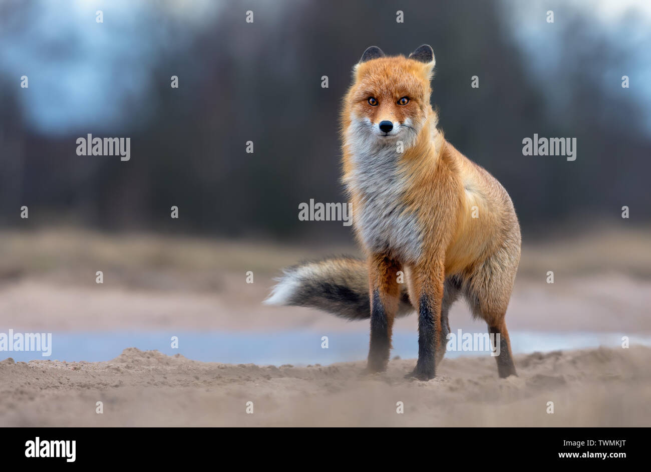 Windige Red Fox posiert auf dem Feld Straße in stürmischen Bedingungen im Winter Stockfoto