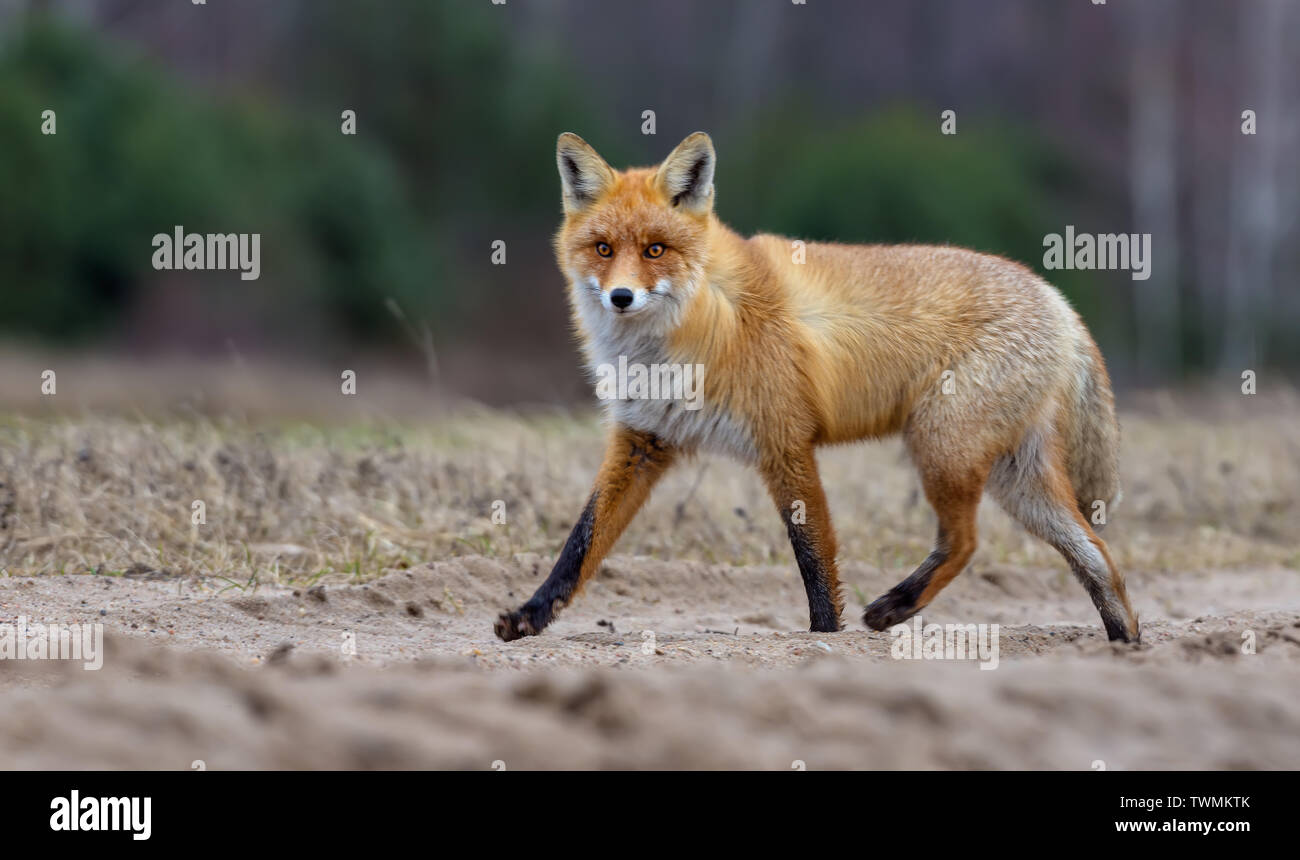 Schöne rote Fuchs im Winter Fell läuft durch das Feld Straße, während in die Kamera schaut Stockfoto