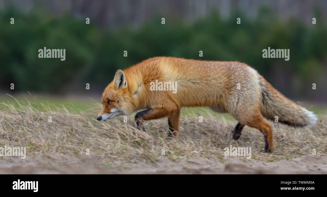 Jagd Red Fox läuft durch Gras auf der Suche nach Beute Stockfoto