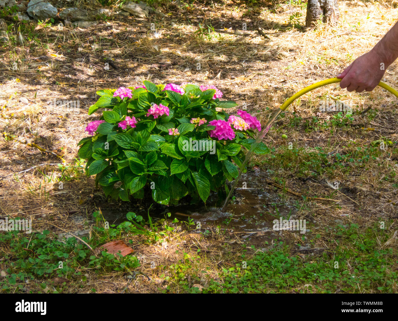 Hand Bewässerung eine Hortensie Pflanze im Garten mit gelbe Leitung Stockfoto