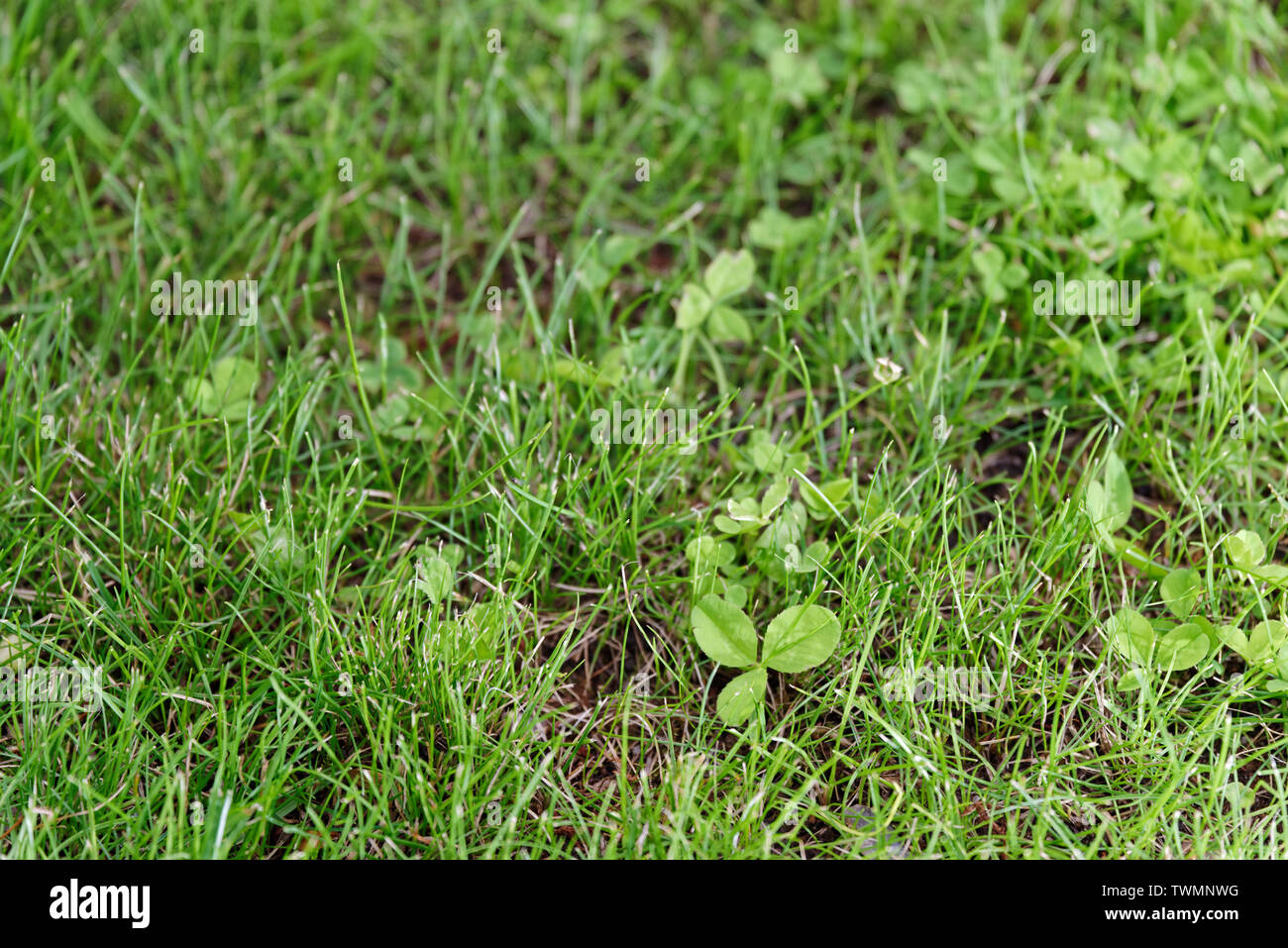Kleeblatt in einem grünen Rasen Stockfoto