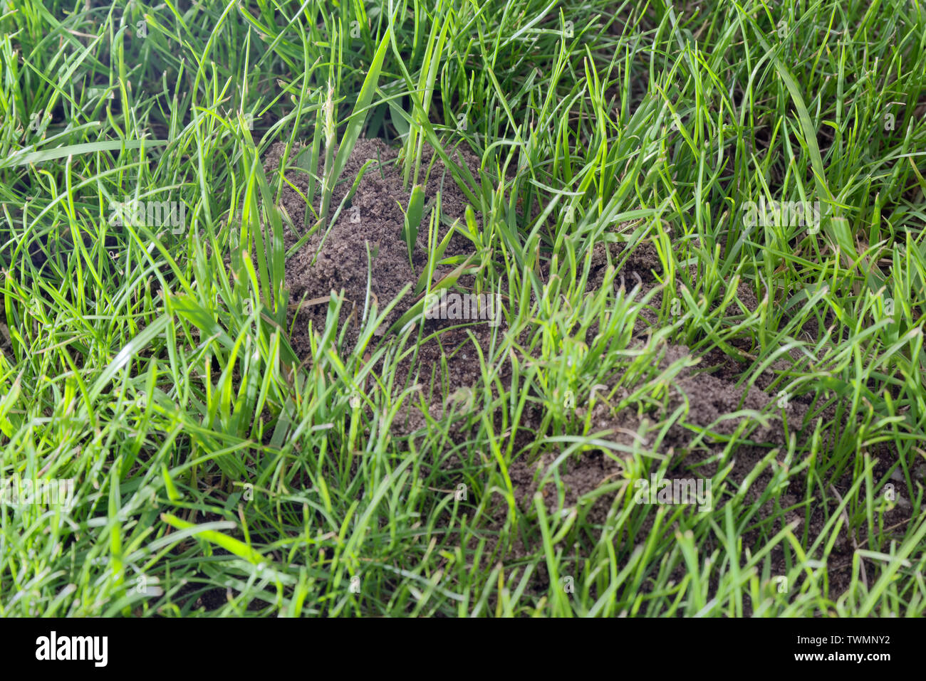 Wie Tief Sind Ameisennester Im Rasen Loch im rasen -Fotos und -Bildmaterial in hoher Auflösung – Alamy