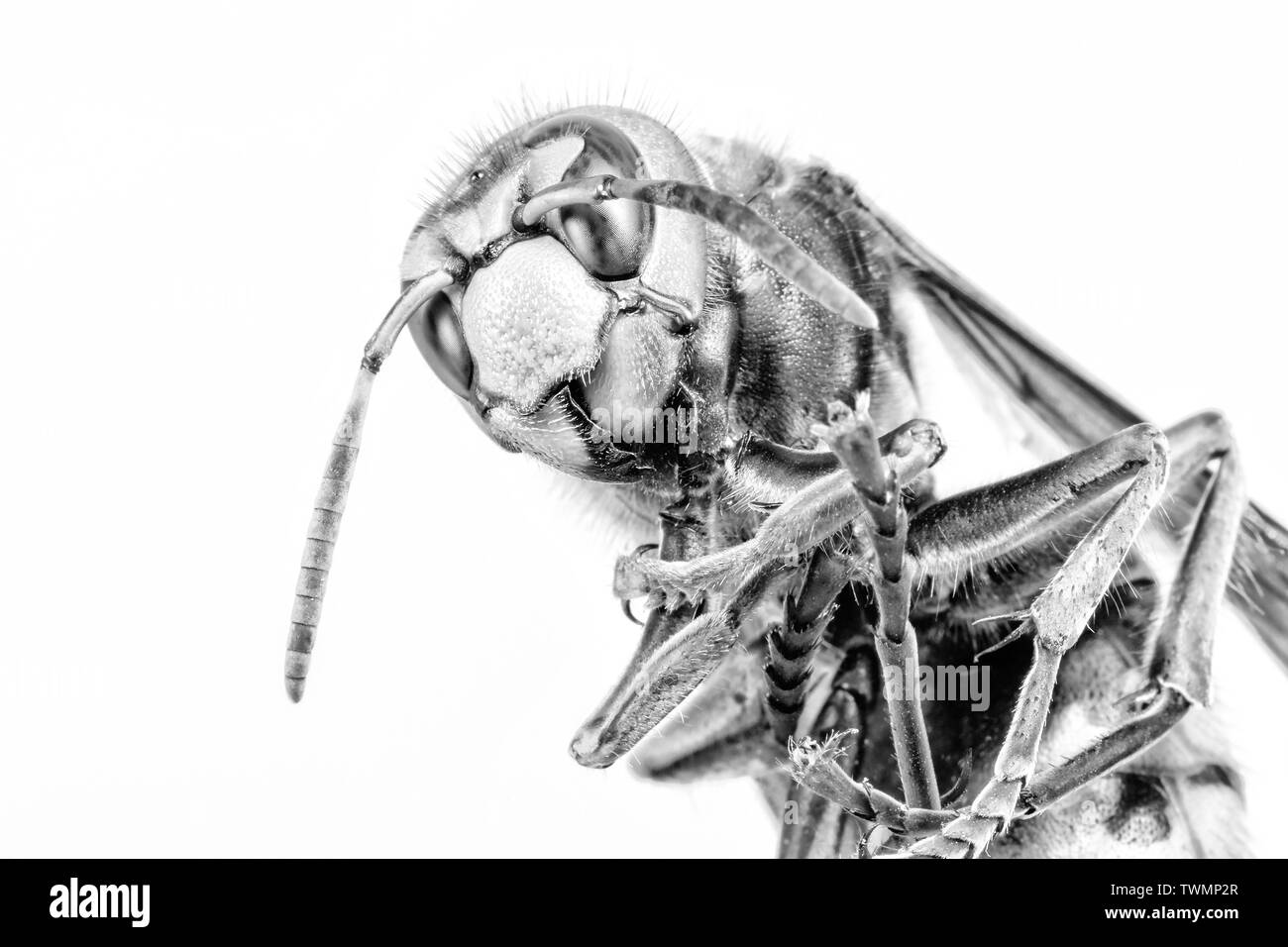 Hornet aus der Nähe gesehen. Gefährliche Insekten auf einer Makroebene mit sichtbaren anatomischen Details. Stockfoto