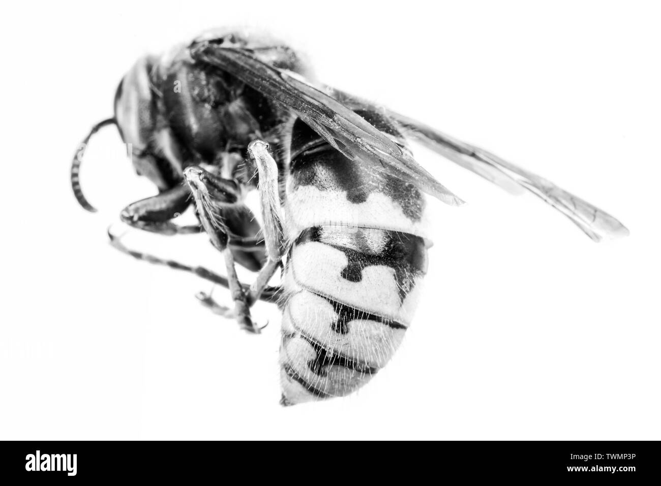 Hornet aus der Nähe gesehen. Gefährliche Insekten auf einer Makroebene mit sichtbaren anatomischen Details. Stockfoto