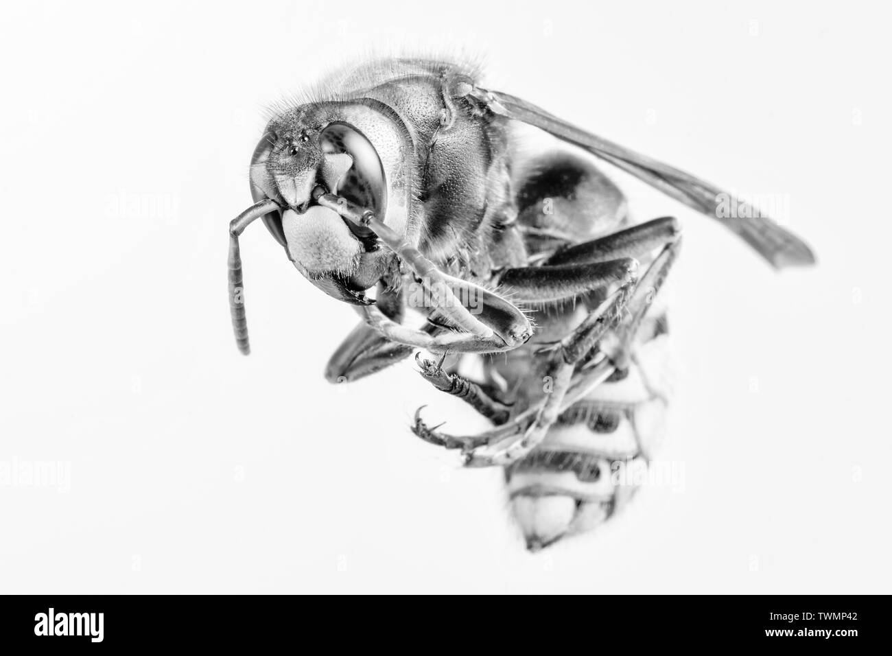 Hornet aus der Nähe gesehen. Gefährliche Insekten auf einer Makroebene mit sichtbaren anatomischen Details. Stockfoto