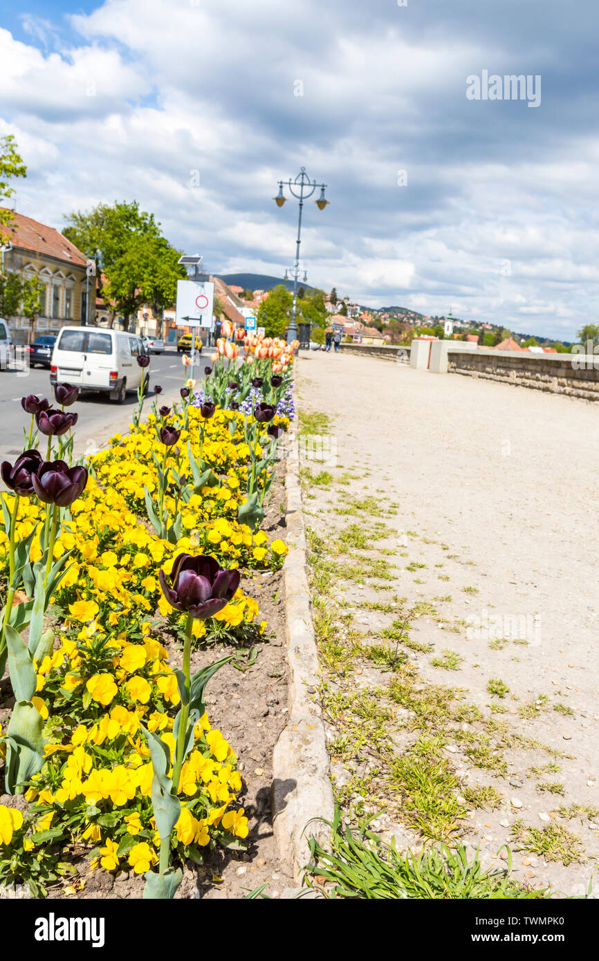 Tulpe Blume Blüte im Frühjahr neben der Donau Pfad in Szentendre, Ungarn Stockfoto