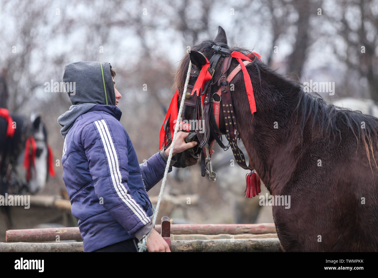 Pietrosani, Rumänien - Januar 6, 2019: der Mensch bearbeitet einen geschmückten Pferd, bevor eine Epiphanie feier Pferderennen. Stockfoto
