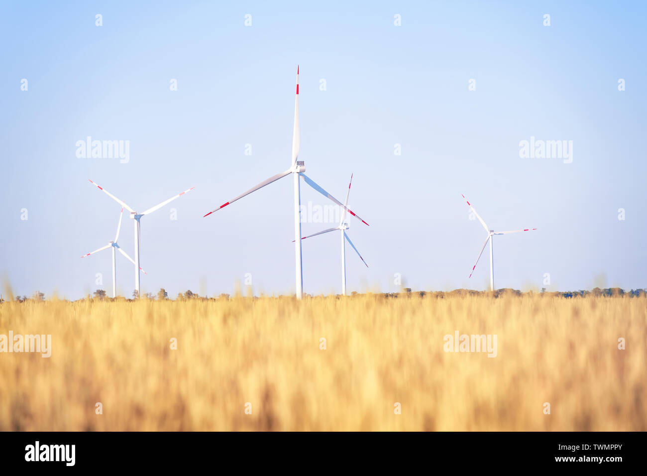 Windpark in der goldene Weizen Feld. Helle Sommer Landschaft Stockfoto