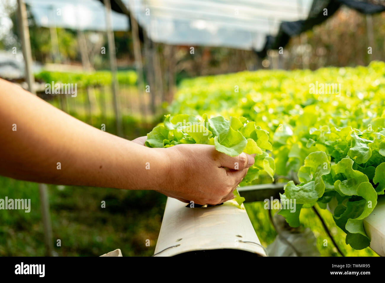 Pflanzliche grüne Eiche in Hydroponischen system flow Wasser und Dünger, Automatisierung auf Pflanzen Grundstück wachsenden, Eco organische Moderne smart Farm 4.0-Technologie Stockfoto