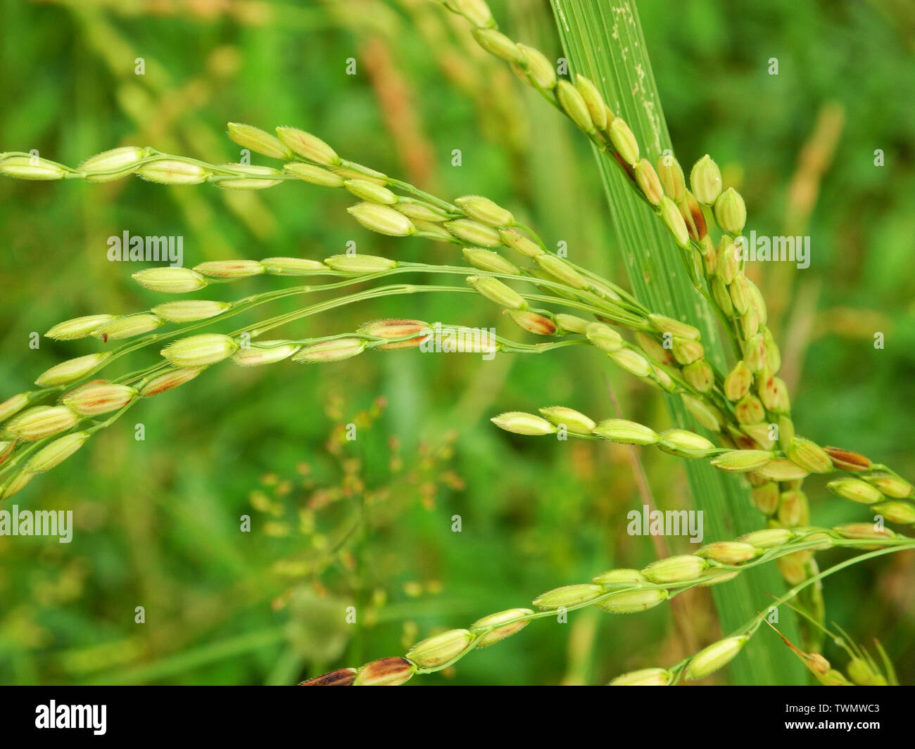 Ährchen von Reis auf dem Feld in Kochi Stockfoto