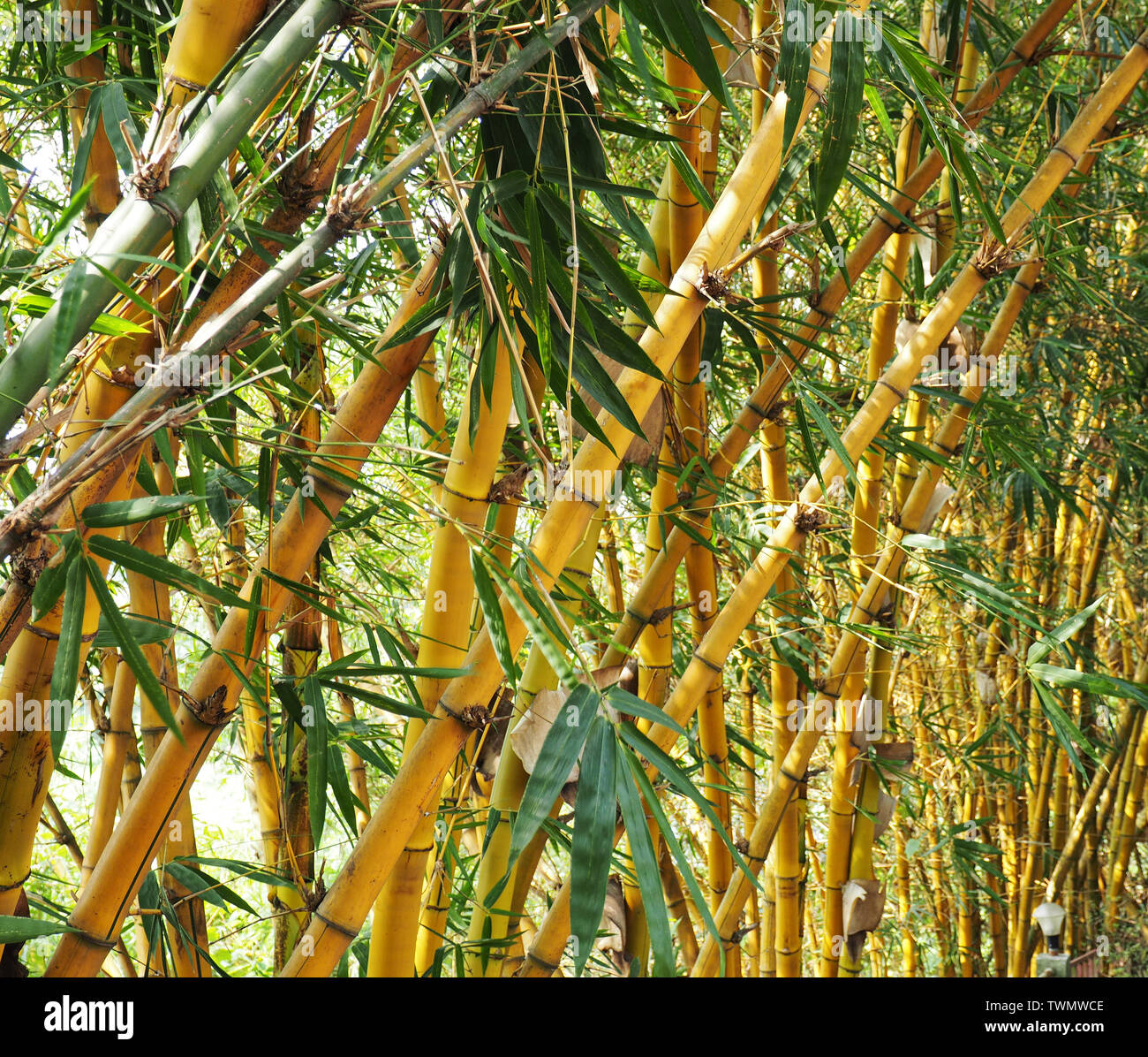 Yellow stem bamboo Fotos und Bildmaterial in hoher Auflösung Alamy