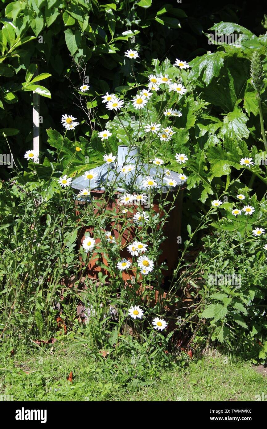 Komposteimer in unter Daisy Blumen in einem Garten. Stockfoto