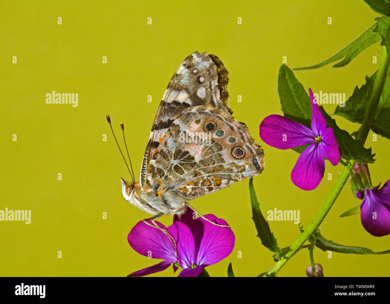 Portrait ofa Distelfalter Schmetterling, Vanessa cardui, in der Cascade Mountains der zentralen Oregon fotografiert. Stockfoto