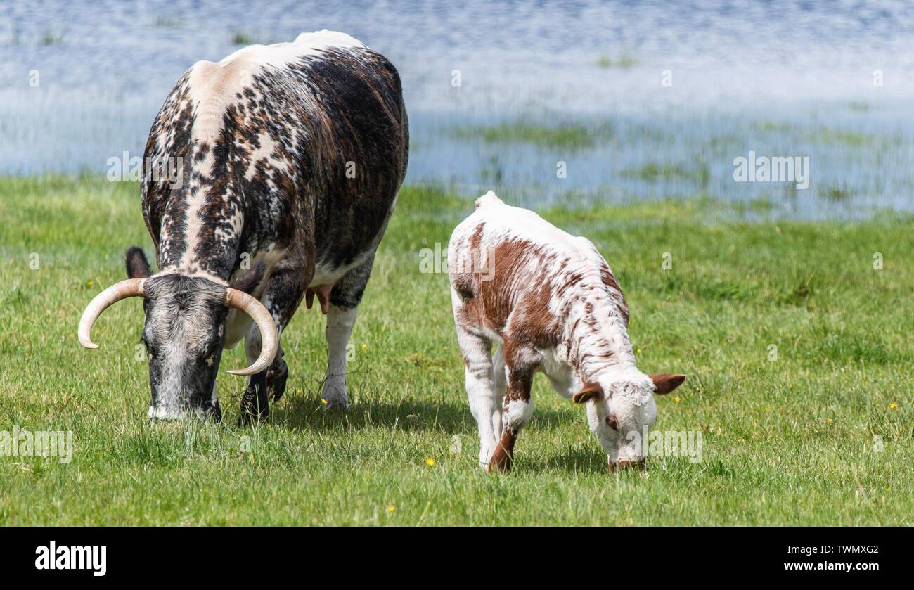 Nahaufnahme Foto von Longhorn Rinder im Vereinigten Königreich Stockfoto