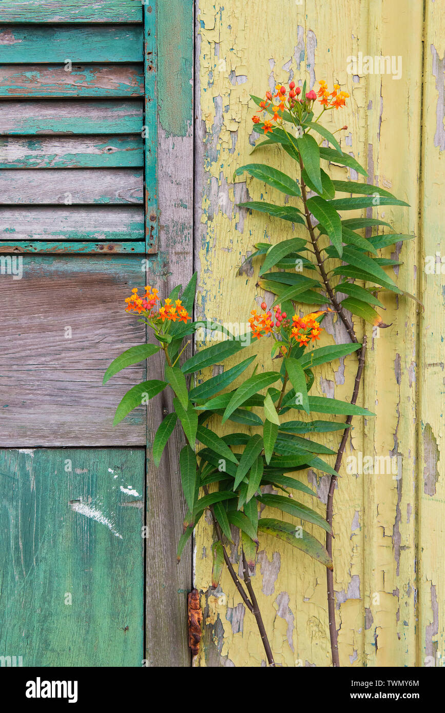 Abgeplatzte Farbe in New Orleans, Louisiana. Stockfoto