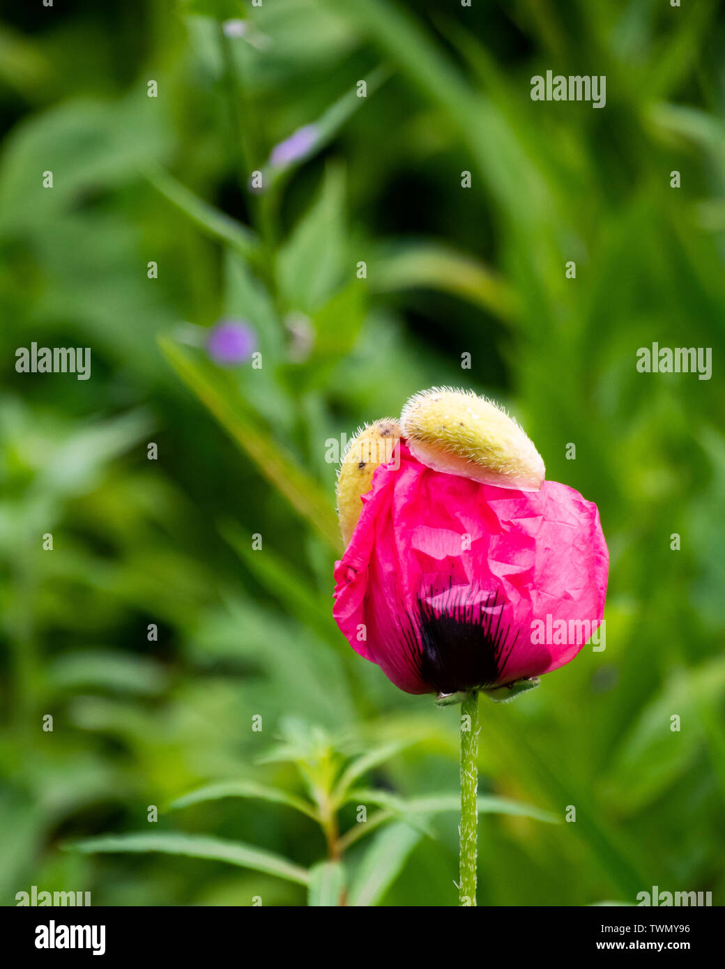 Ein rosa Mohnblüte platzen in den Garten öffnen an einem regnerischen Tag. Stockfoto