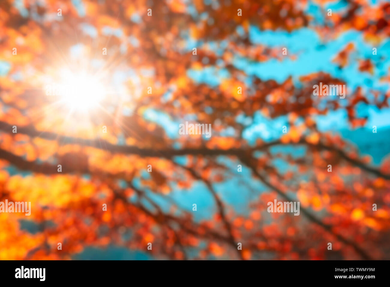 Bunte Zweige mit Herbst goldene Blätter, sun Piercing das Laub und blauer Himmel, Unscharf lebendigen Herbst Hintergrund. Stockfoto