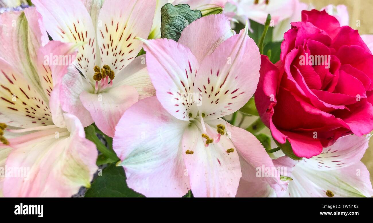 Eine Nahaufnahme Foto von einem Blumenstrauß aus Rosen und Rosen Stockfoto