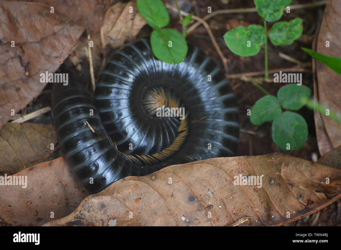 Riesige Tausendfüßler in Limones de Tuabaquey, einen kubanischen Forest Reserve Stockfoto