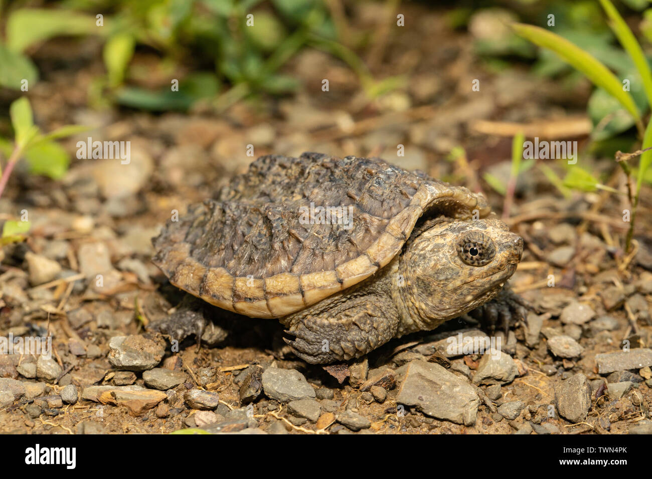 Baby Schnappschildkrote Chelydra Serpentina Stockfotografie Alamy