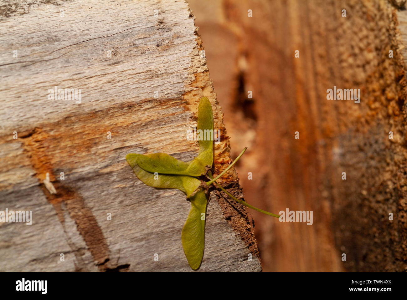 NATUR: Ein Ahornbaum-Samenblatt lag auf einem Holzbalken. Stockfoto