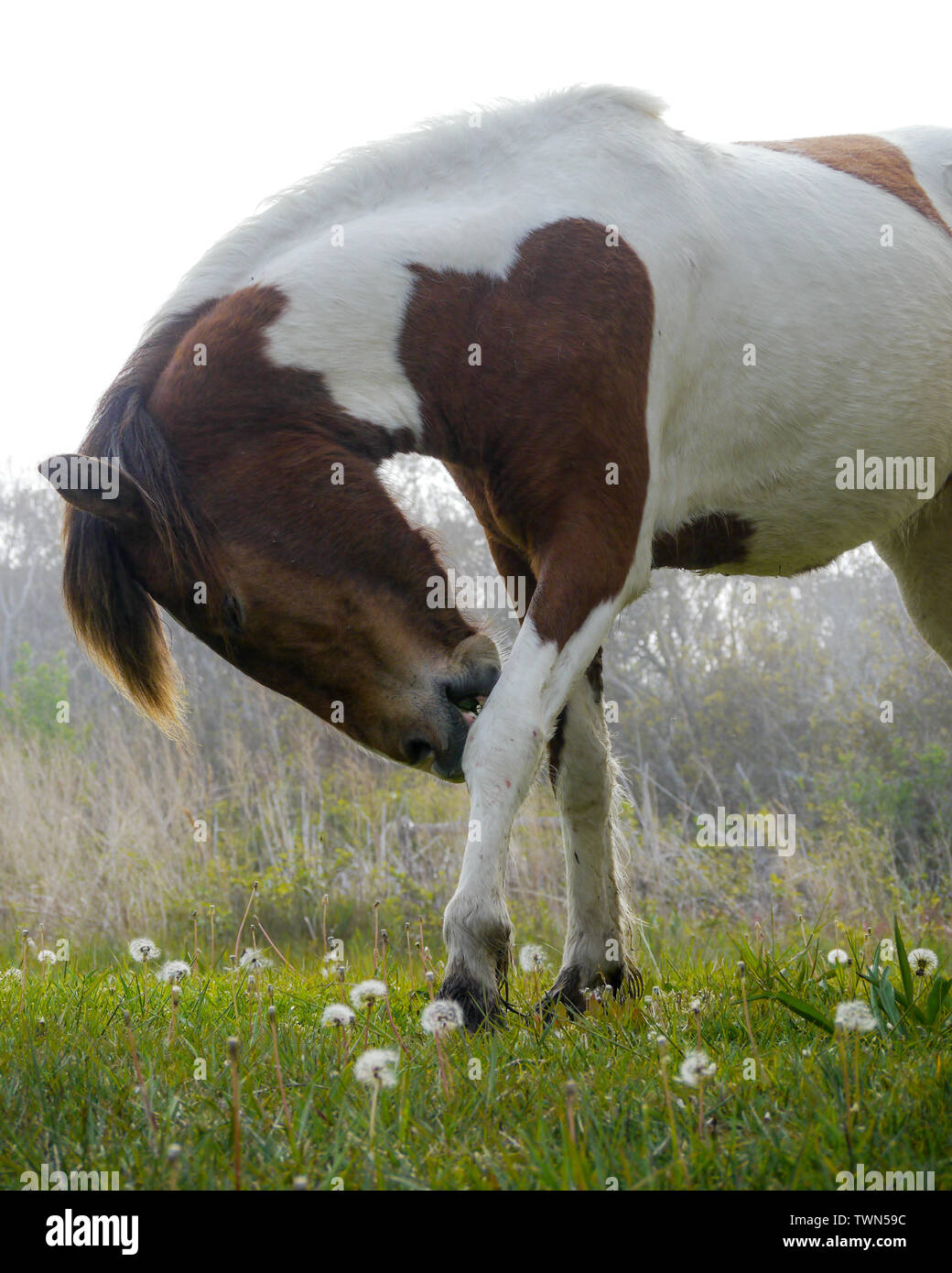 Wilde Pferde, Assateague National Seashore Maryland United States Stockfoto