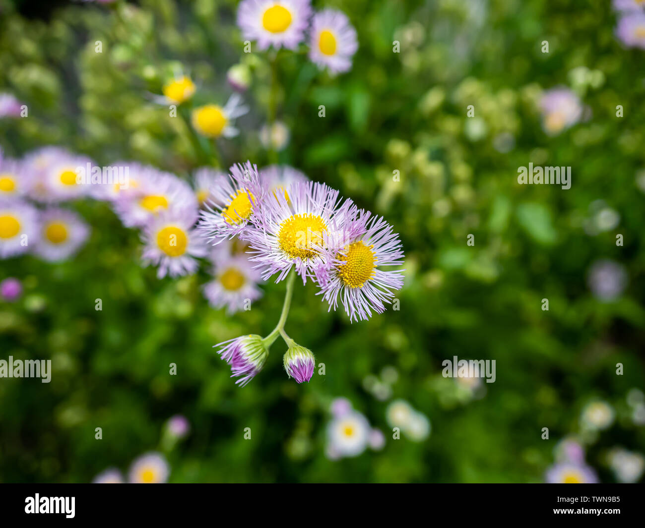 Rosa fleabane Blumen, erigeron, Blüten wild entlang einer japanischen Fluss. Stockfoto