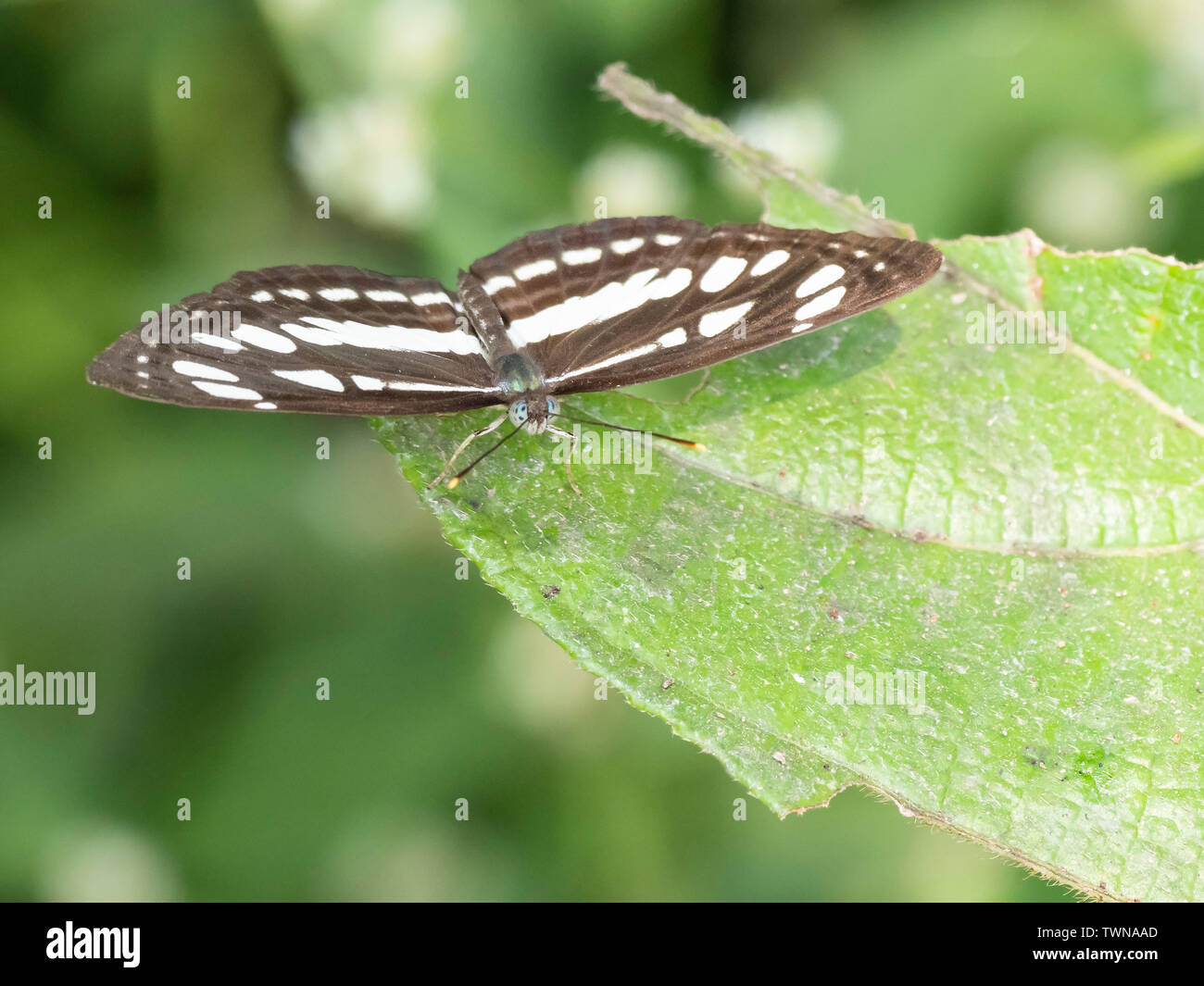 Gemeinsame Sailor Schmetterling (Neptis hylas) Stockfoto
