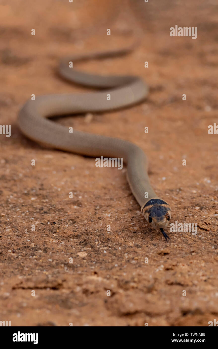 Kleine Peitsche Schlange (Parasuta flagellum) Stockfoto