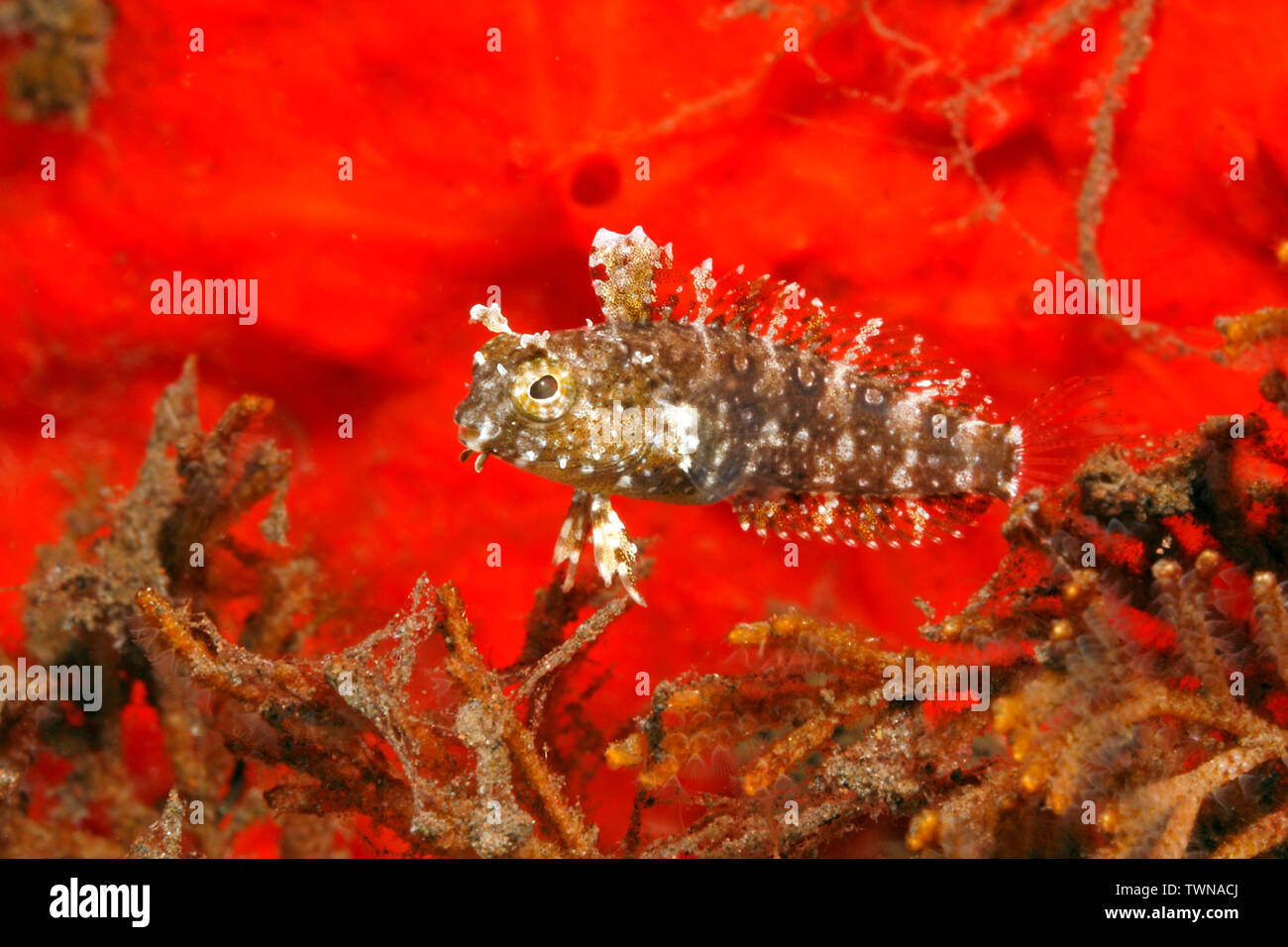 Florale Blenny, Floral Fangblenny, Behelmte Blenny, Highfin Fangblenny oder die Crested Sabretooth Blenny, Petroscirtes mitratus. Tulamben, Bali, Stockfoto
