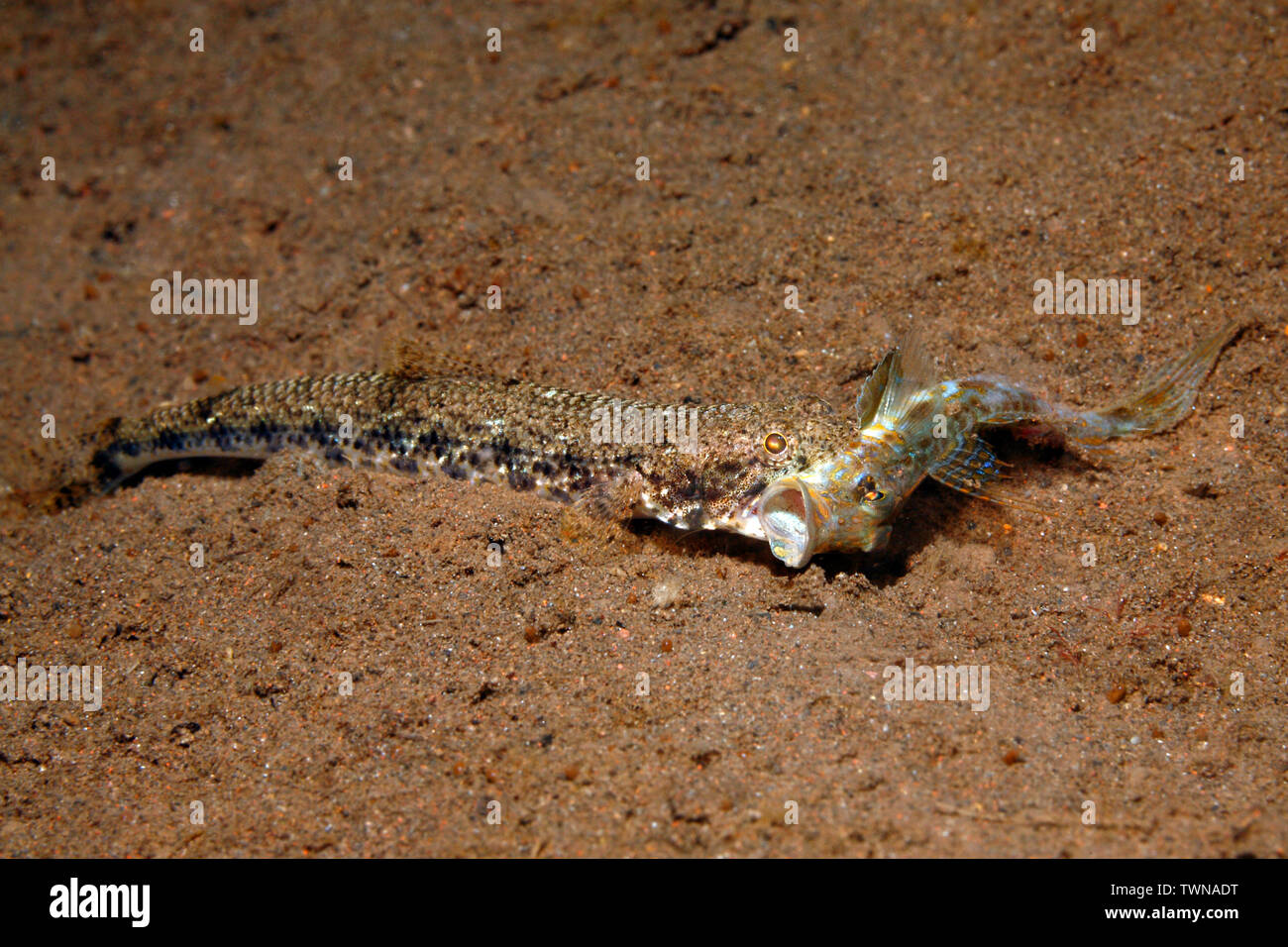 Blackblotch Lizardfish, Synodus jaculum, hat einen Fisch gefangen und hält es in den Mund. Tulamben, Bali, Indonesien. Bali Sea, Indischer Ozean Stockfoto