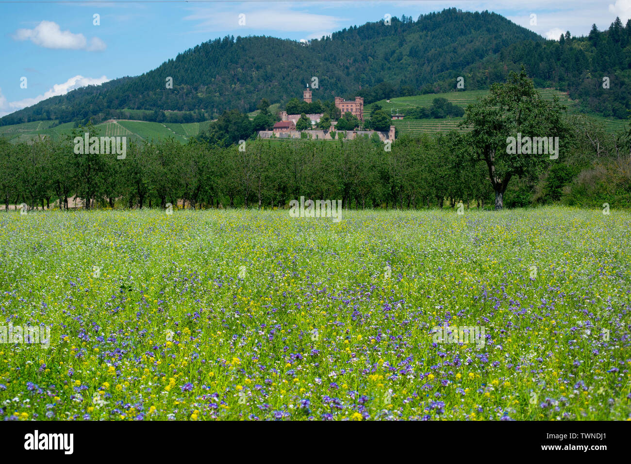 Das Schloss Ortenberg im Kinzigtal in Deutschland Stockfoto