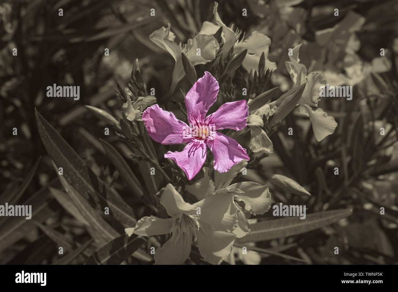 Ein rosa Orchidee auf Vintage sepia getont Hintergrund. Stockfoto
